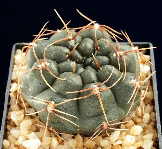 Gymnocalycium_kroenleinii_1